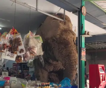 Unexpected Visitor: Plai Biang Lek Walks Into Thai Store for a Snack Run
